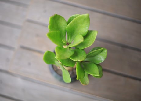 チレコドン　パニクラータス　Tylecodon paniculatus