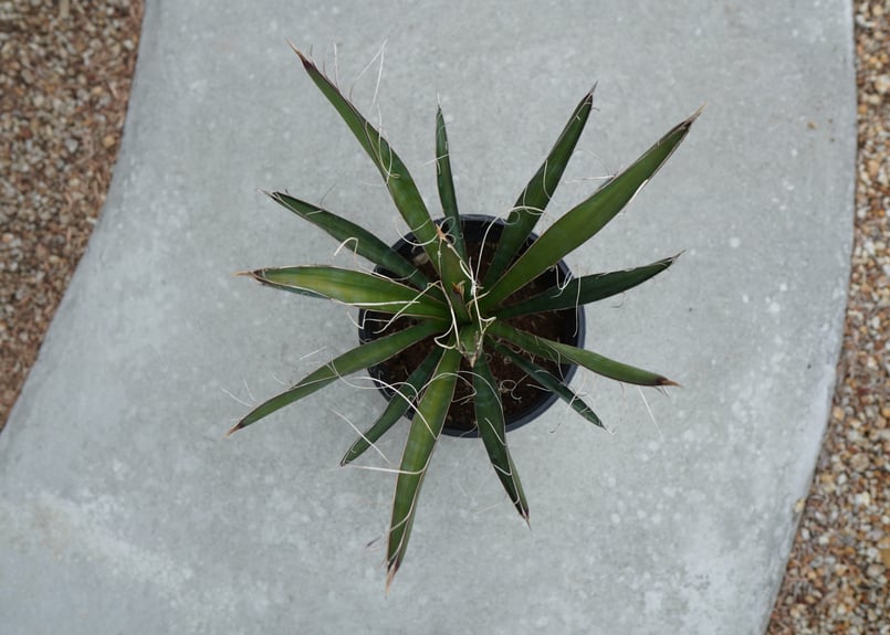 希少ユッカ・カルネロサーナ　子株 ✨🌱ユッカ・カルネロサーナの成長記録！見事な大株を目指して