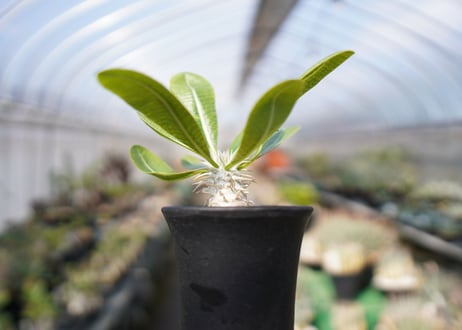パキポディウム　恵比寿大黒 Pachypodium Densicaule　No.1