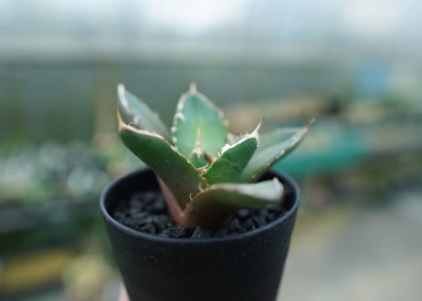 アガベ　チタノタ　鬼爪雪峰  Agave titanota “Onitsume Yukimine”　No.4