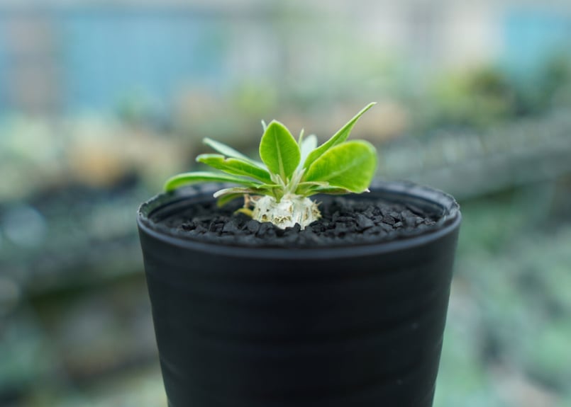 パキポディウム 恵比寿笑い Pachypodium brevicaule No.4 | man