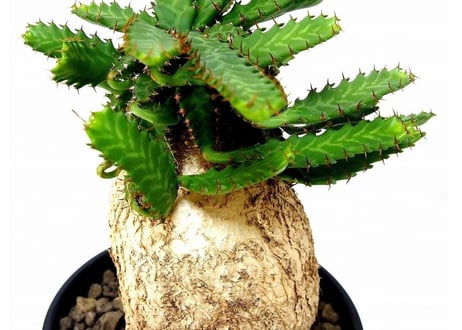 ユーフォルビア ステラータ 飛竜  Euphorbia stellata