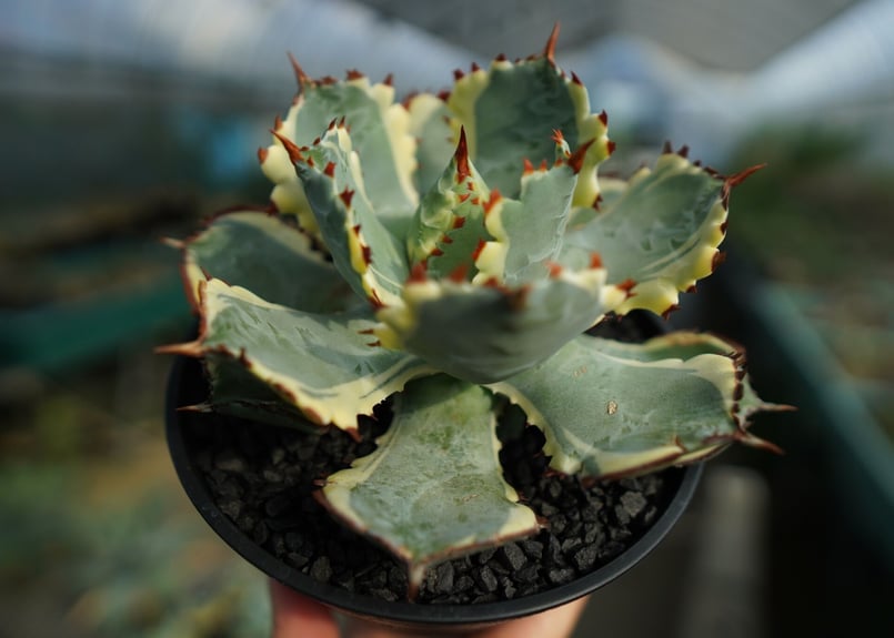 アガベ 兜蟹錦 連棘 Agave isthmensis “Kabutogani” varieg