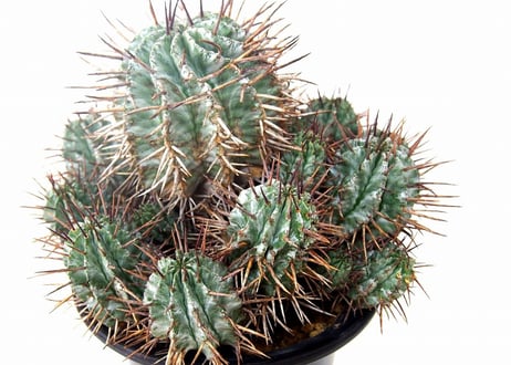 Euphorbia horrida　ユーフォルビア ホリダ群生