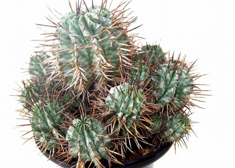 Euphorbia horrida ユーフォルビア ホリダ群生 | mana's farm:塊
