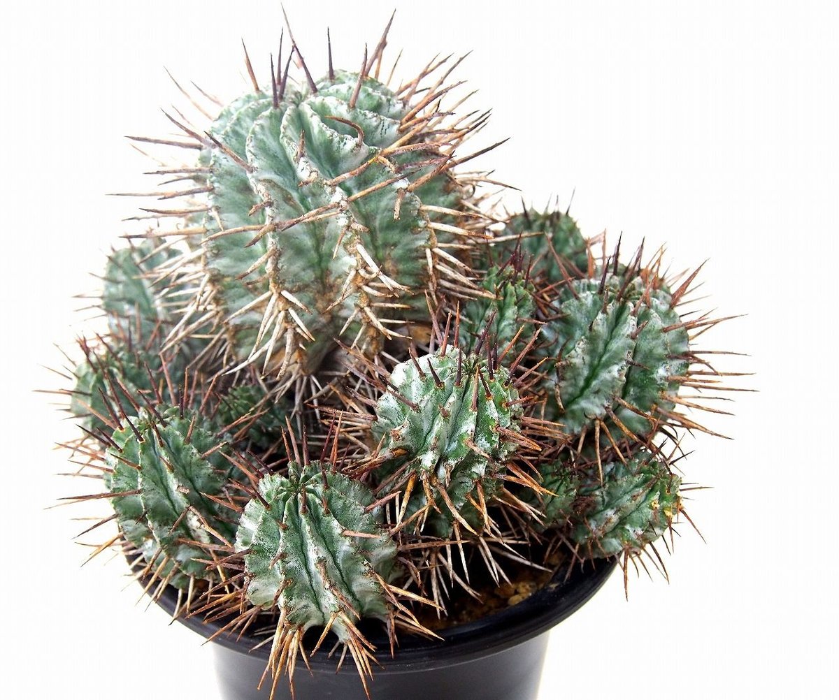 現地球】ユーフォルビア ホリダ 群生 × n/oh ノウ ビームス別注 鉢