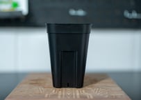 パキポディウム グラキリス トトロフォーム | mana's farm:塊根植物