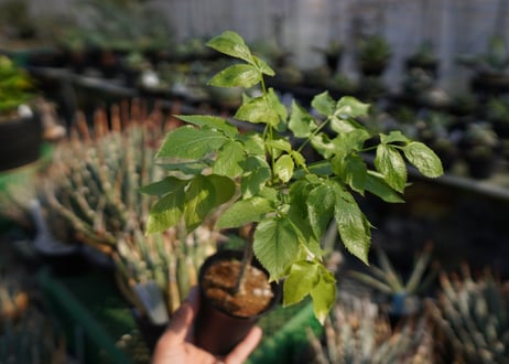 ランネア　パルヴィフォリア　Lannea parvifolia　NO.2