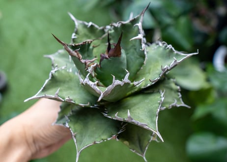 Agave titanota Solar eclipse 夕映嚴龍  NO.4
