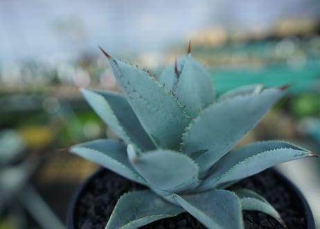 アガベ　ドラゴントゥース　Agave Dagontoes　No.3