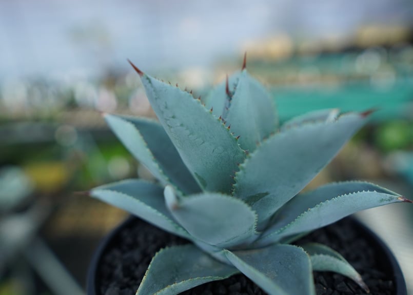 アガベ ドラゴントゥース Agave Dagontoes No.3 | mana's farm