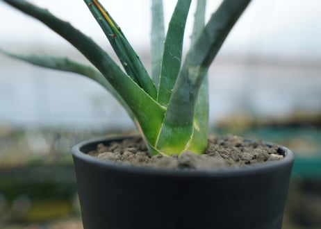 アガベ　ユタエンシス　Agave uthaensis