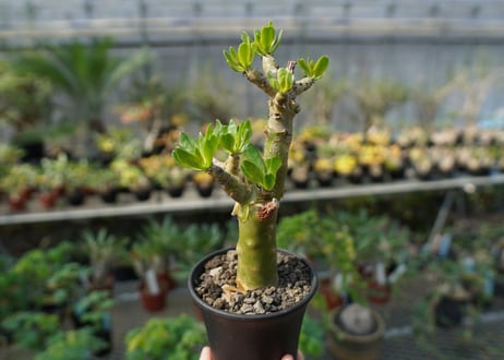 チレコドン　パニキュラータス　Tylecodon paniculatus