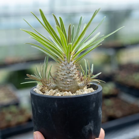 グラキリス 良型 2個セット グラキリス 2頭 超良型 超特選