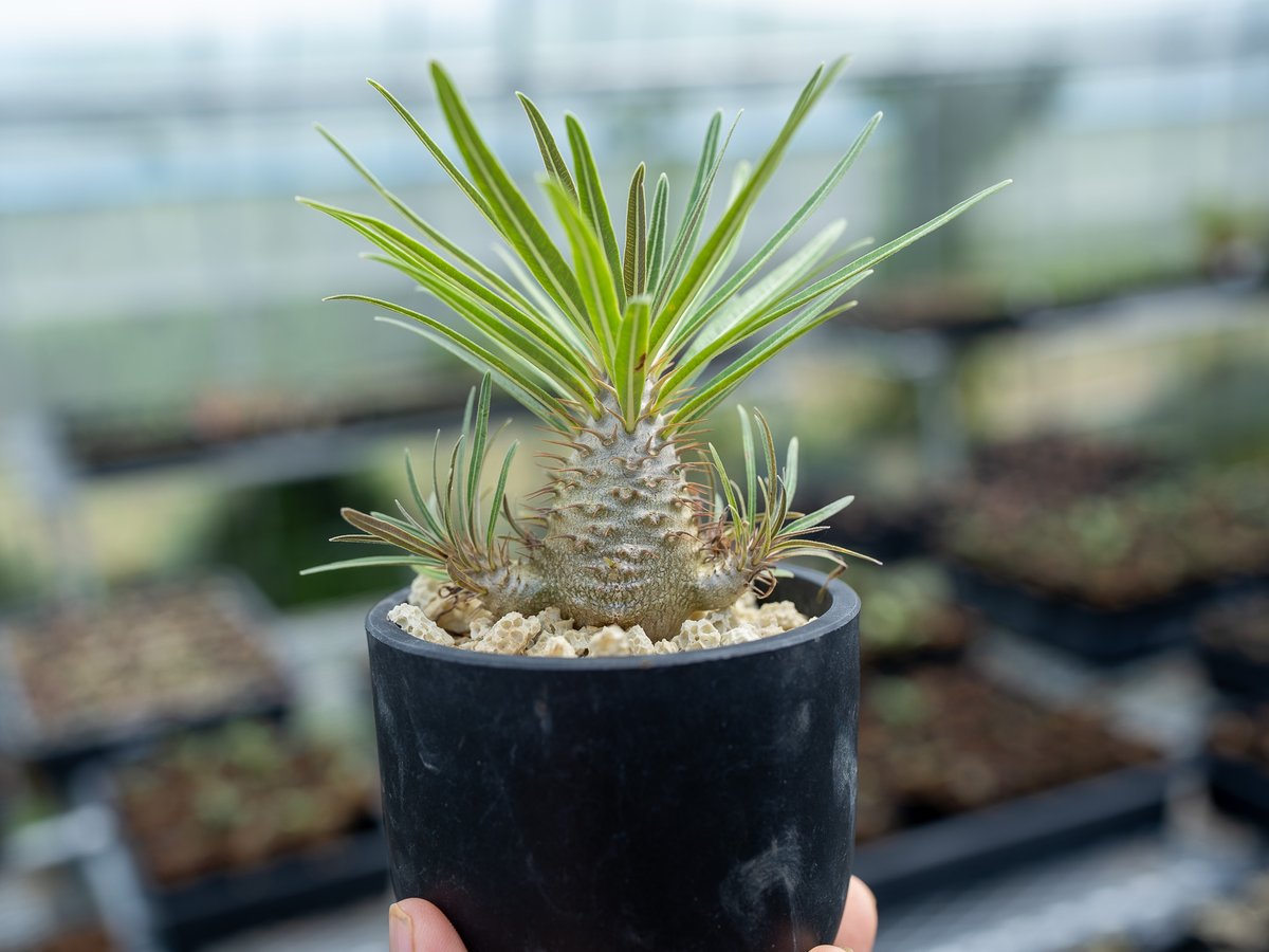 パキポディウム グラキリス 沖縄実生 | mana's farm:塊根植物・アガベ