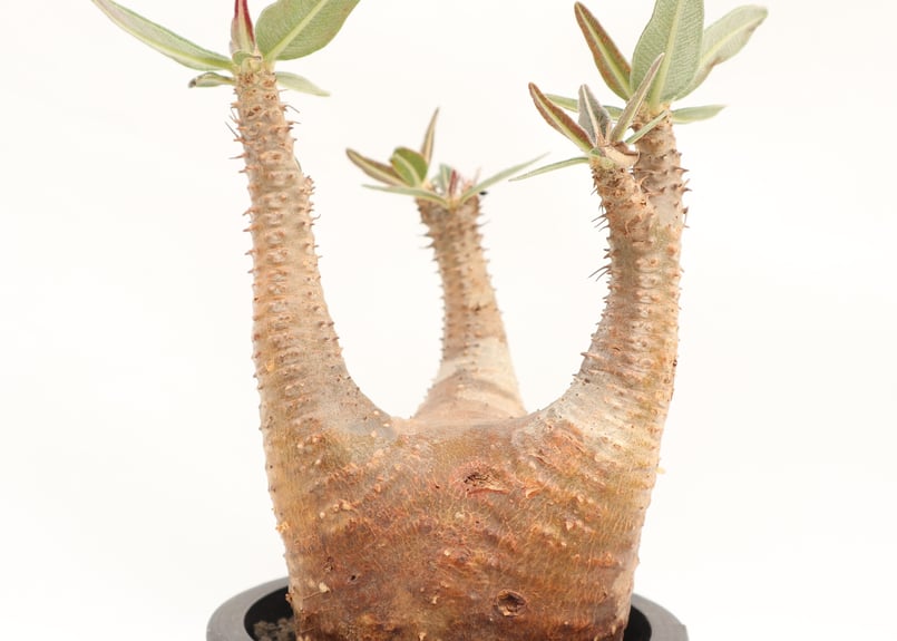 パキポディウム カクチペス | mana's farm:塊根植物・アガベ・ドライ