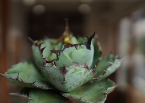 アガベ　チタノタ　 ブラックアンドブルー 　Agave titanota black and blue