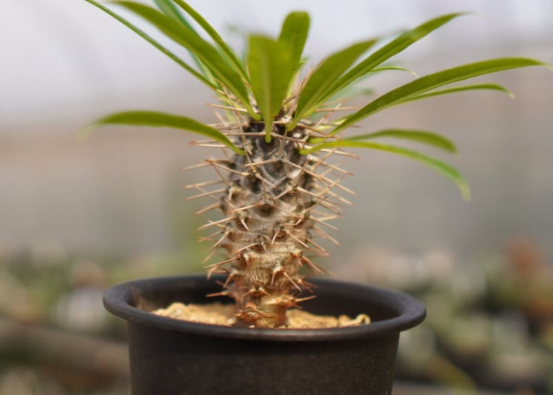 パキポディウム　ラメリー　抜き苗　塊根植物　ドライガーデン　アガベ　ユッカ パキポディウム ラメリー 抜き苗 塊根植物 ドライガーデン アガベ