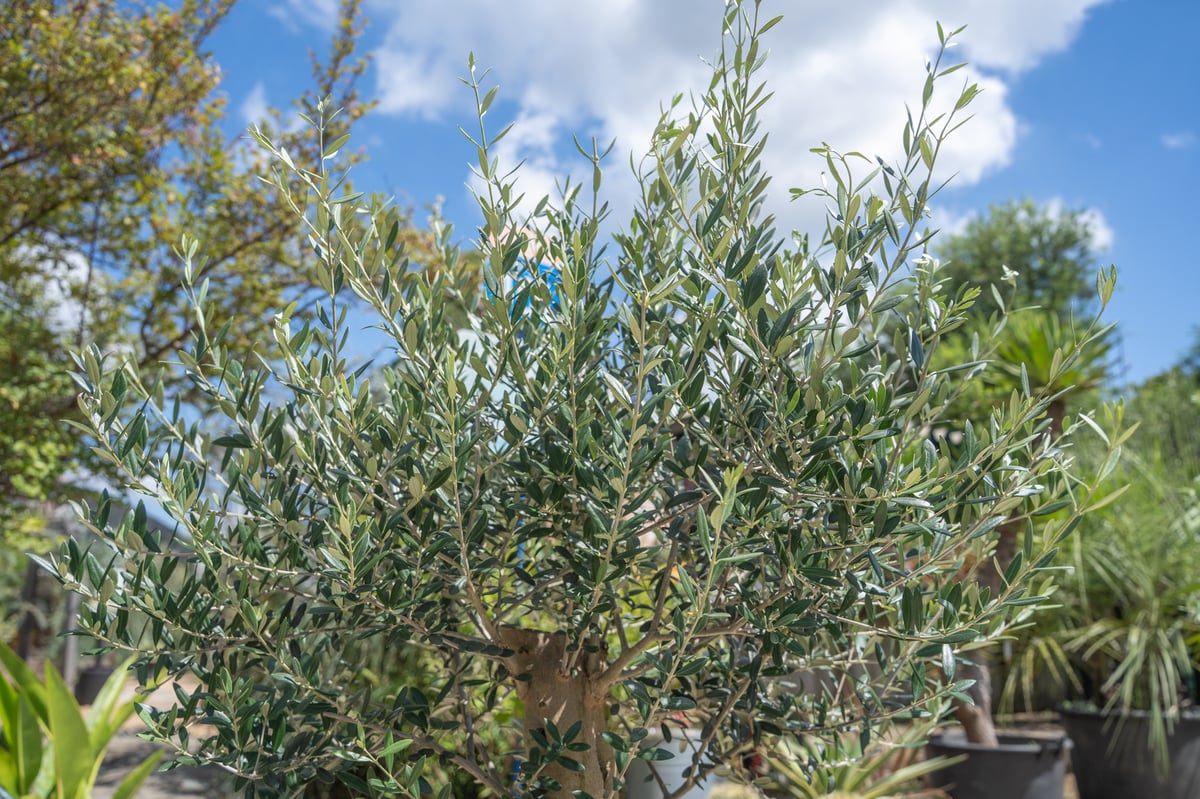 国産オリーブ マンザニロ No.13 売約済 | mana's farm:塊根植物