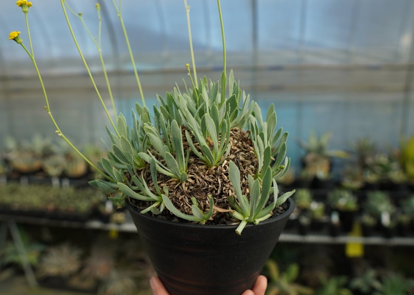 オトンナ レトロルサ Othonna retrorsa | mana's farm:塊根植物・