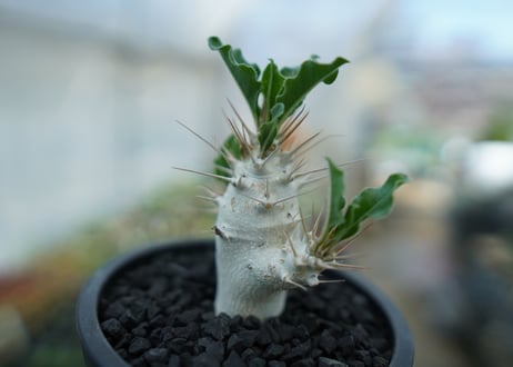 パキポディウム　サンデルシー　Pachypodeium saundersii  No.3