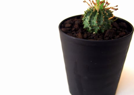 Euphorbia validaobesa ユーフォルビア・バリダオベサ