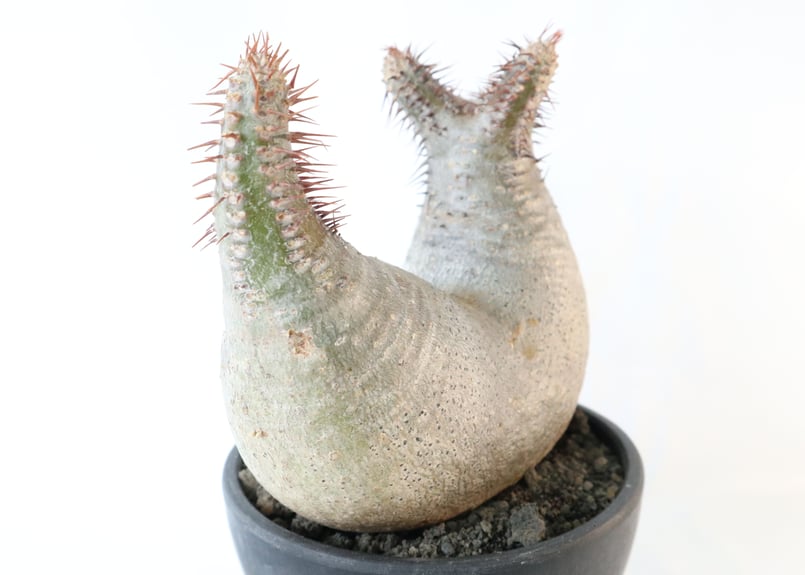 パキポディウム グラキリス 双頭株 №2 | mana's farm:塊根植物