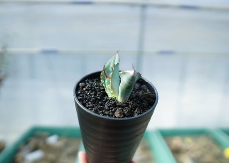 アガベ　チタノタ　ホワイトアイス 　agave titanota whiteice