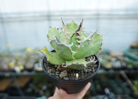 アガベ　チタノタ　聖火　Agave titanota Torch