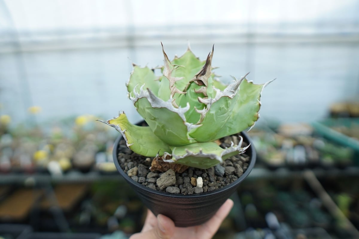アガベ チタノタ 聖火 Agave titanota Torch | mana's farm: