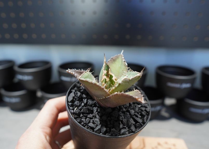 アガベ チタノタ FO-76 No.5 | mana's farm:塊根植物・アガベ・ドライガ