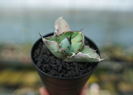 アガベ　チタノタ　 ブラックアンドブルー 　Agave titanota black and blue　No.9