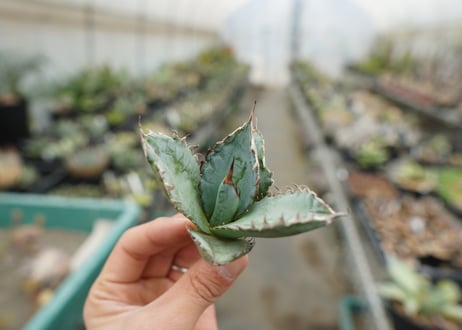 【抜き苗】アガベ　チタノタ　ライオンズメーン　Agave titanota Lion's Mane