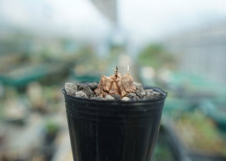 亀甲竜　Dioscorea elephantipes　No.3