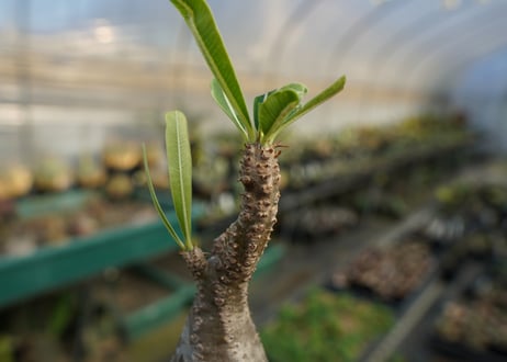 パキポディウム　グラキリス　 Pachypodium Gracilius  No.9