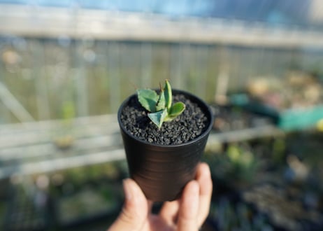 アガベ　ホリダ×パラサナ　agave horrida×parasana