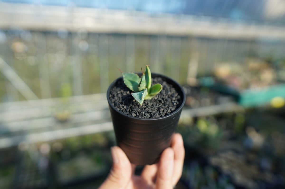 アガベ ホリダ×パラサナ agave horrida×parasana | mana's fa