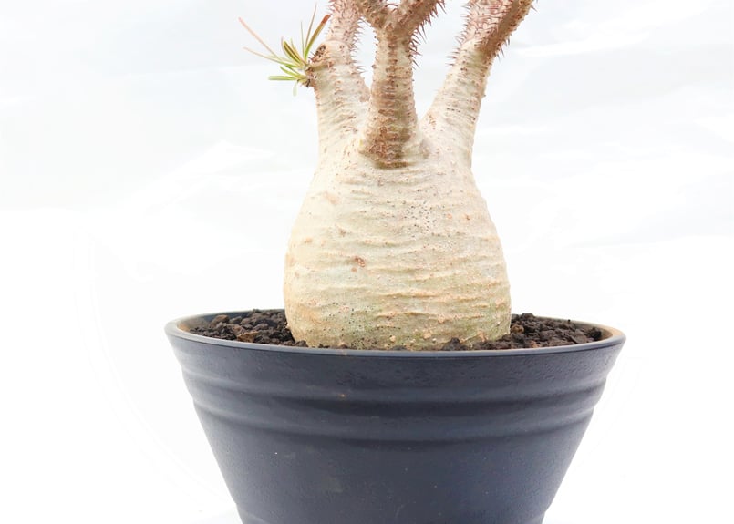 パキポディウム グラキリス 白肌 Yahoo!オークション - パキポディウムグラキリス 白肌枝ぶり発根済 ZEN