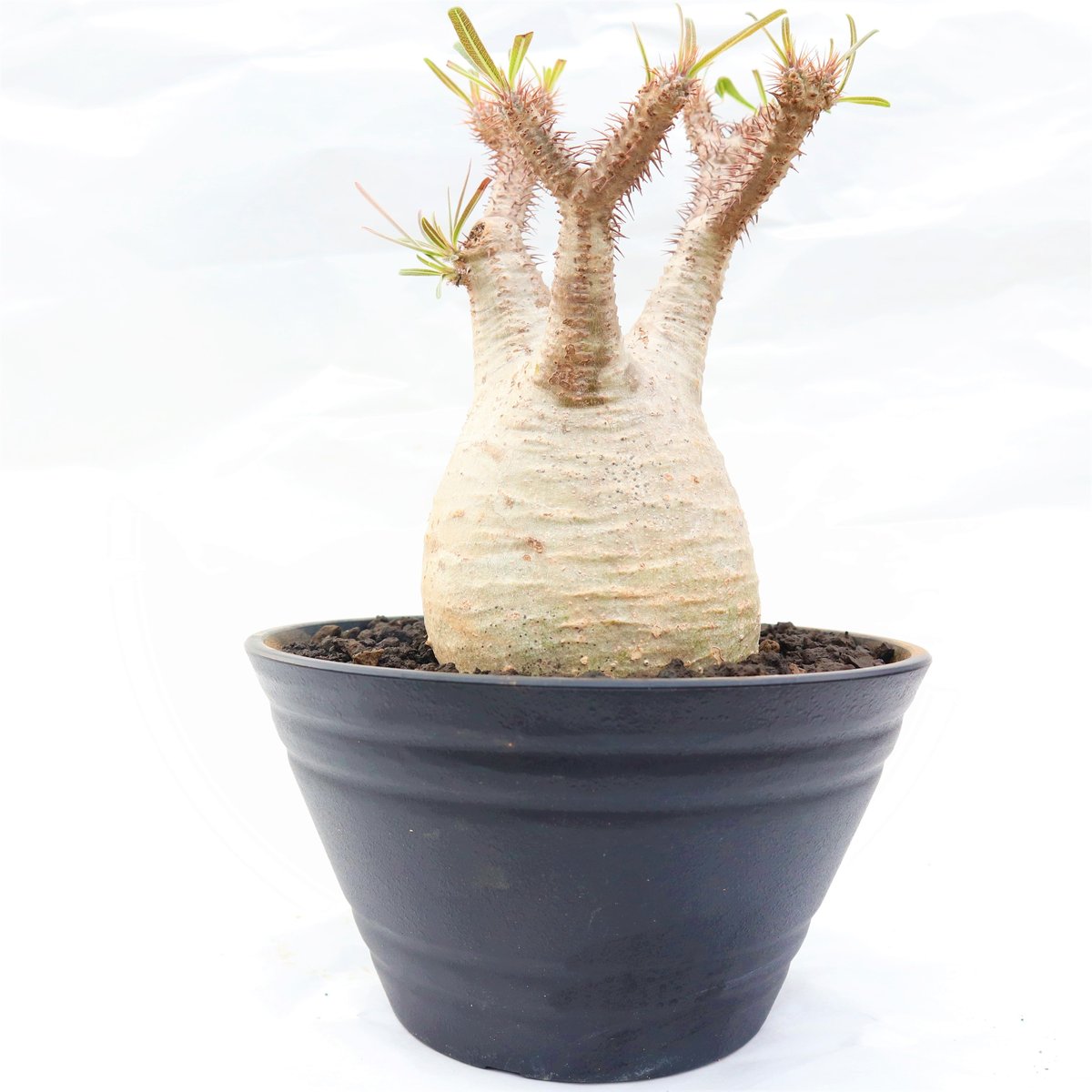 パキポディウム グラキリス no.88 | mana's farm:塊根植物