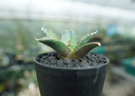 アガベ　チタノタ　FO-76　Agave titanota  FO-76　No.4