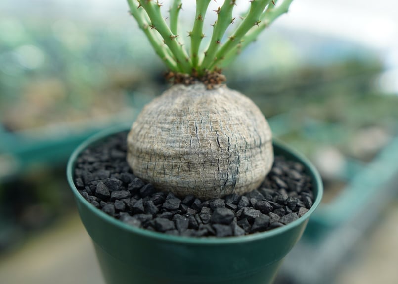 ユーフォルビア デシドゥア Euphorbia decidua | mana's farm:塊