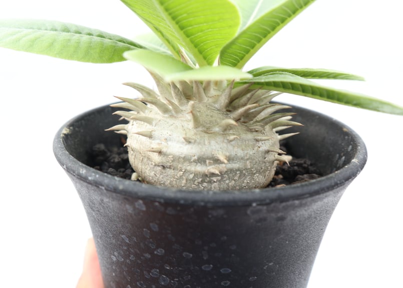 パキポディウム 白花 恵比寿笑い 実生 №5 | mana's farm:塊根植物