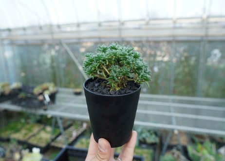 トリコディアデマ ステラツム　Trichodiadema stellatum  No.1