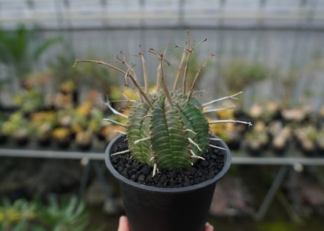 ユーフォルビア　スーパーバリダ　Euphorbia super valida  No.2