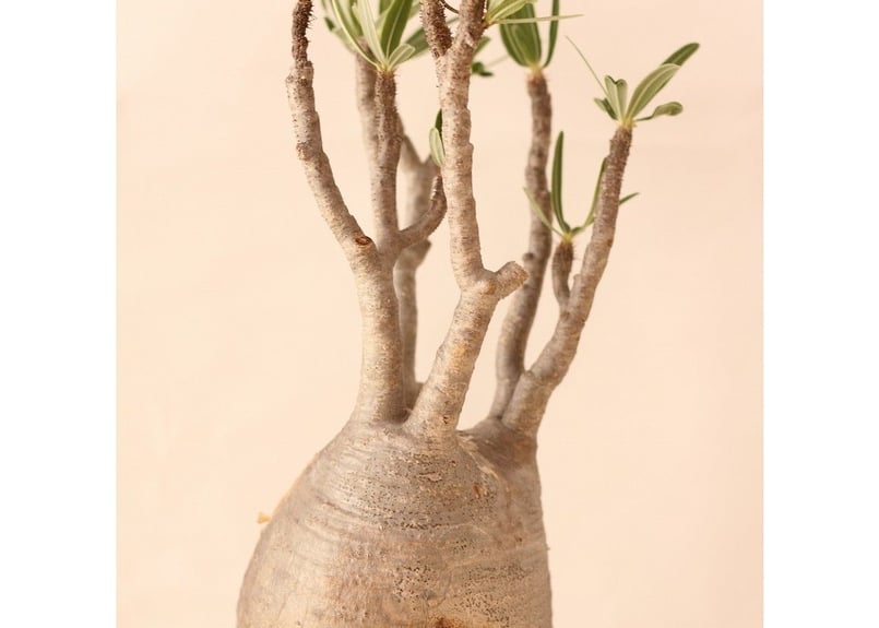 Pachypodium Gracilius パキポディウム グラキリス №2 | mana