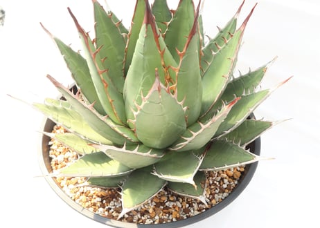 Agave purpusorum syn A horrida ssp perotensis