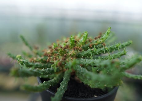 ユーフォルビア　ゴルゴニス　Euphorbia gorgonis