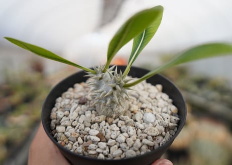 パキポディウム　恵比寿大黒 Pachypodium Densicaule　No.2