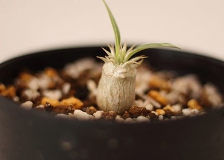 Pachypodium eburneum　パキポディウム　エブレネウム  実生no.1