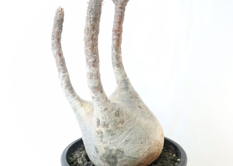 パキポディウム グラキリス 未発根株 №1 | mana's farm:塊根